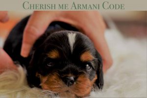 Cherish Me Armani Code