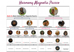 Pedigrre Harmony Magnolia Passco